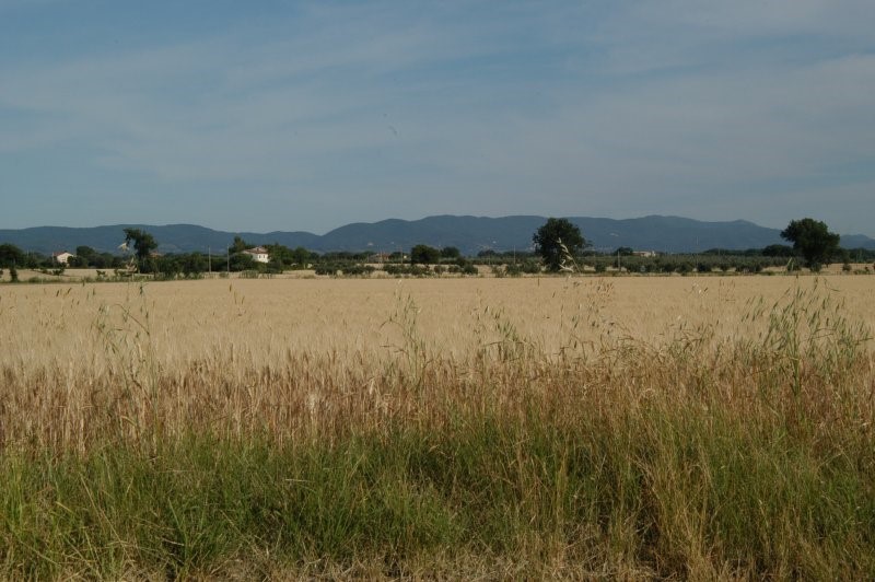 BIBBONA CAMPAGNA